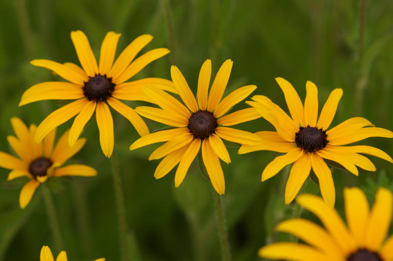 Rudbeckia fulgida var. deamii