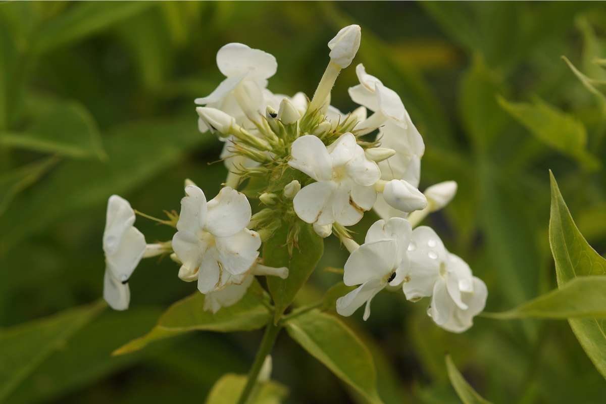 Phlox Paniculata-Hybr. 'David' (ehemals amplifolia) - Hohe Flammenblume