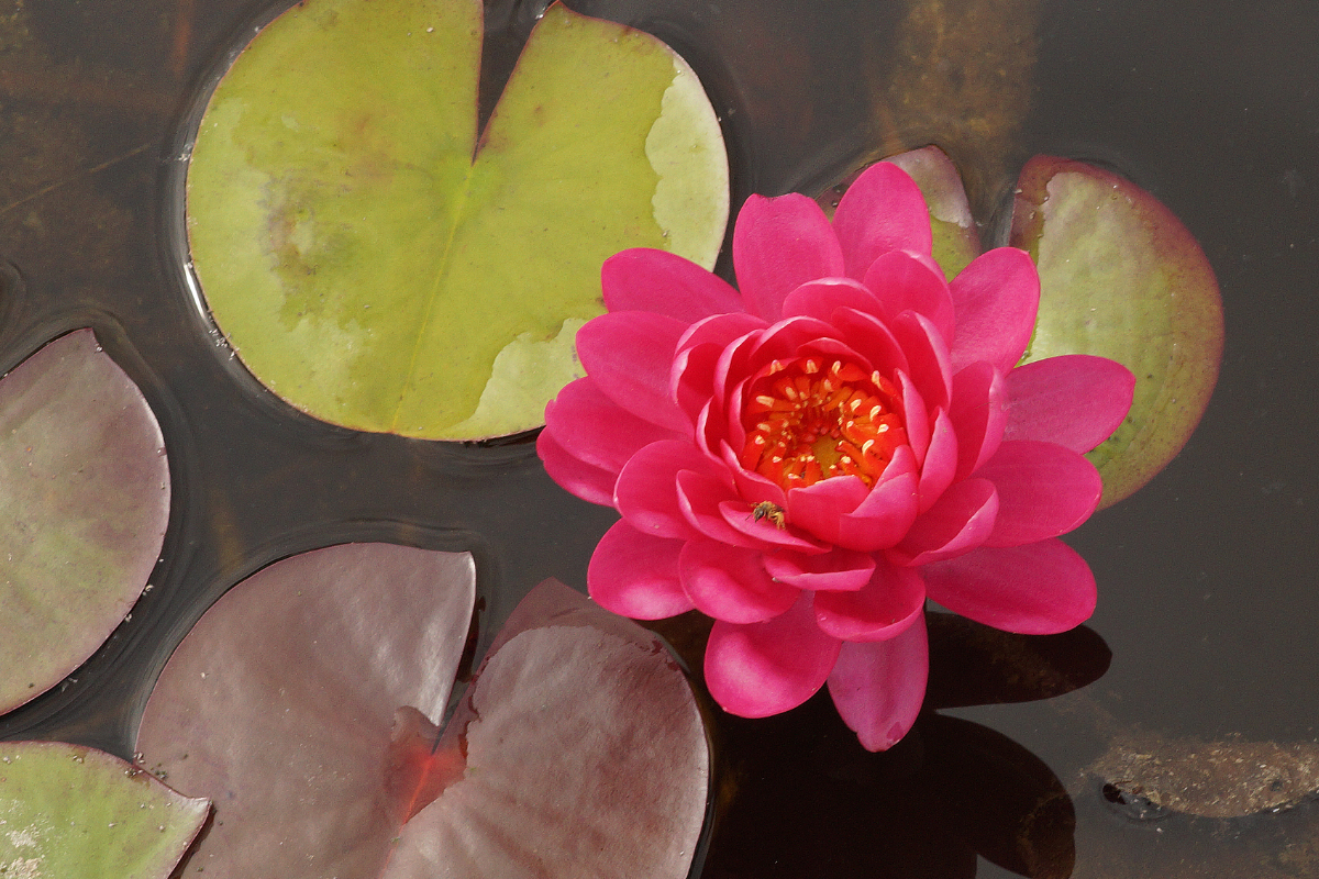 Nymphaea Hybride 'Belami' - Seerose