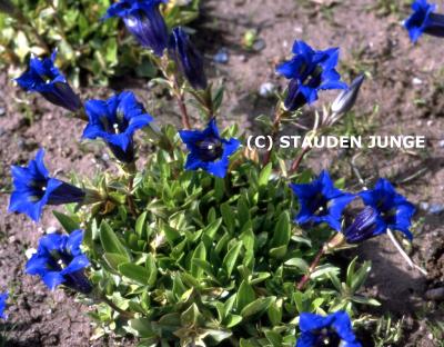 Gentiana acaulis
