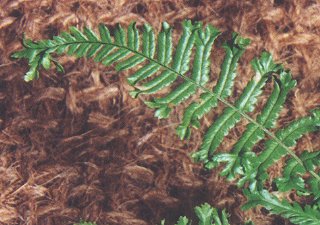 Dryopteris affinis ssp. affinis 'Cristata' (gen.)