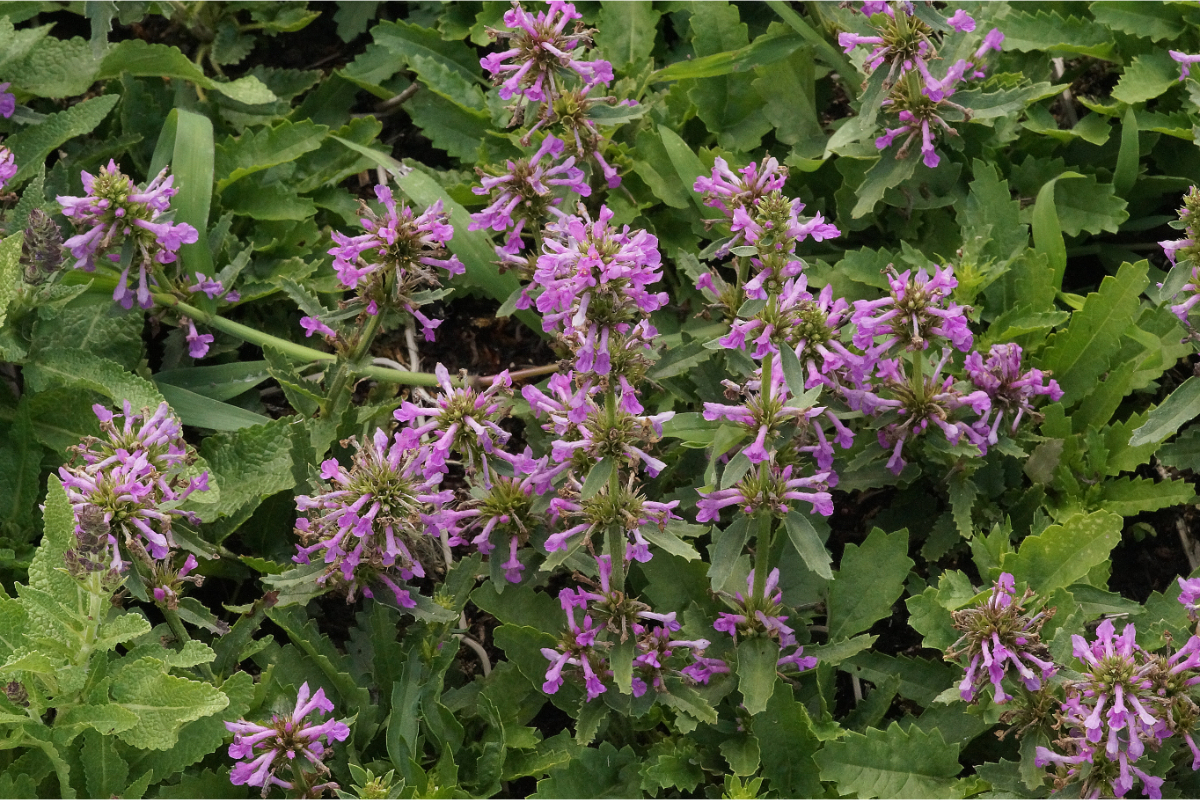 Betonica hirsuta 'Zwerg' (Stachys monnieri 'Zwerg') - Dichtblütiger Ziest