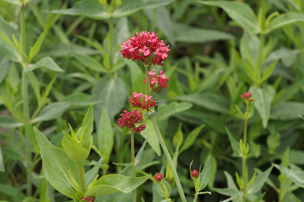 Centranthus ruber 'Coccineus' - Spornblume