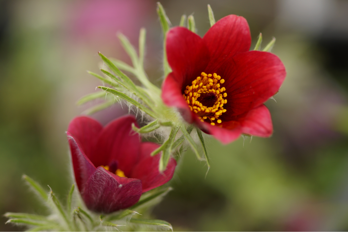 Pulsatilla vulgaris 'Röde Klokke' ('Rote Glocke')