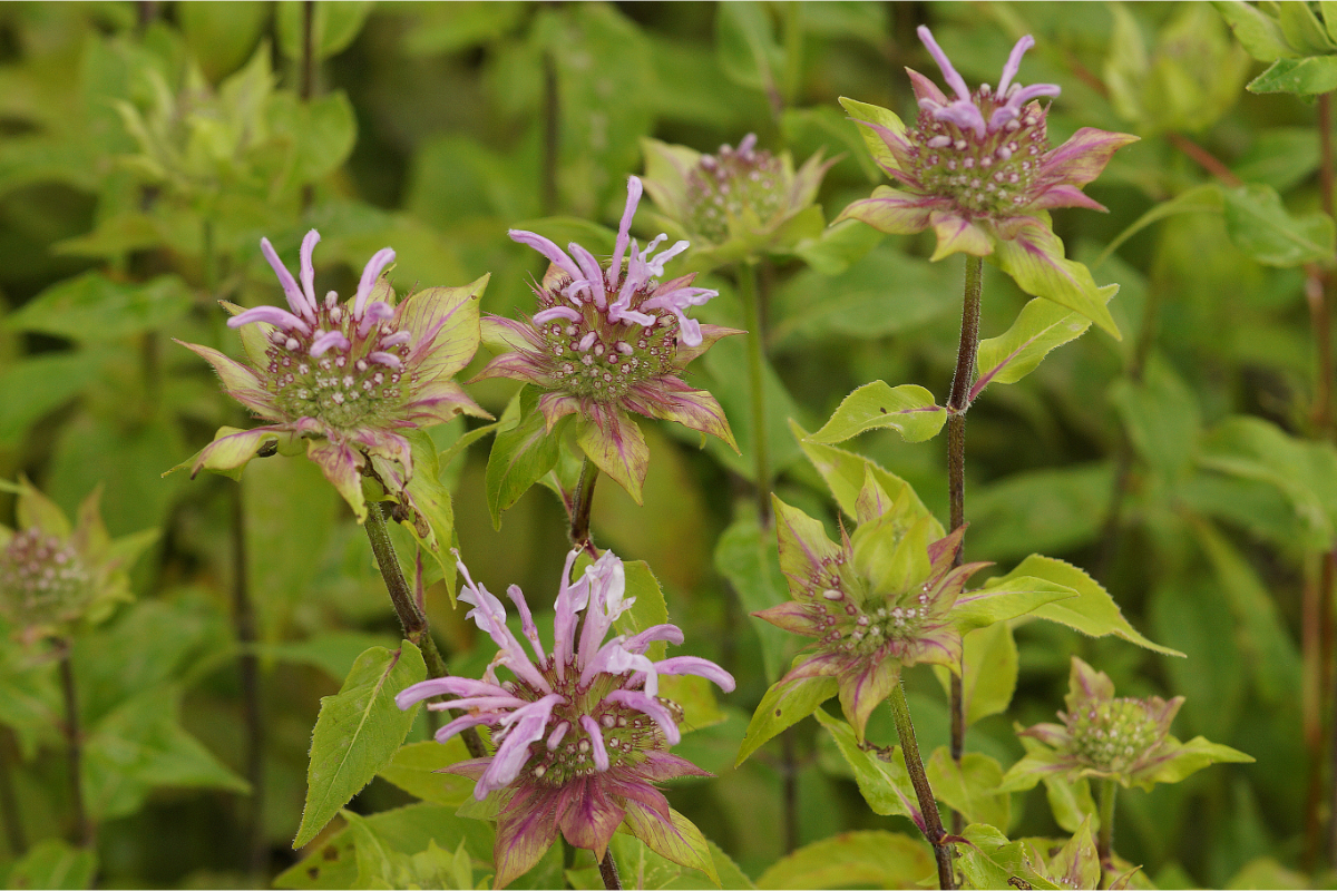 Monarda Fistulosa-Hybr. 'Elsies Lavender' - Indianernessel