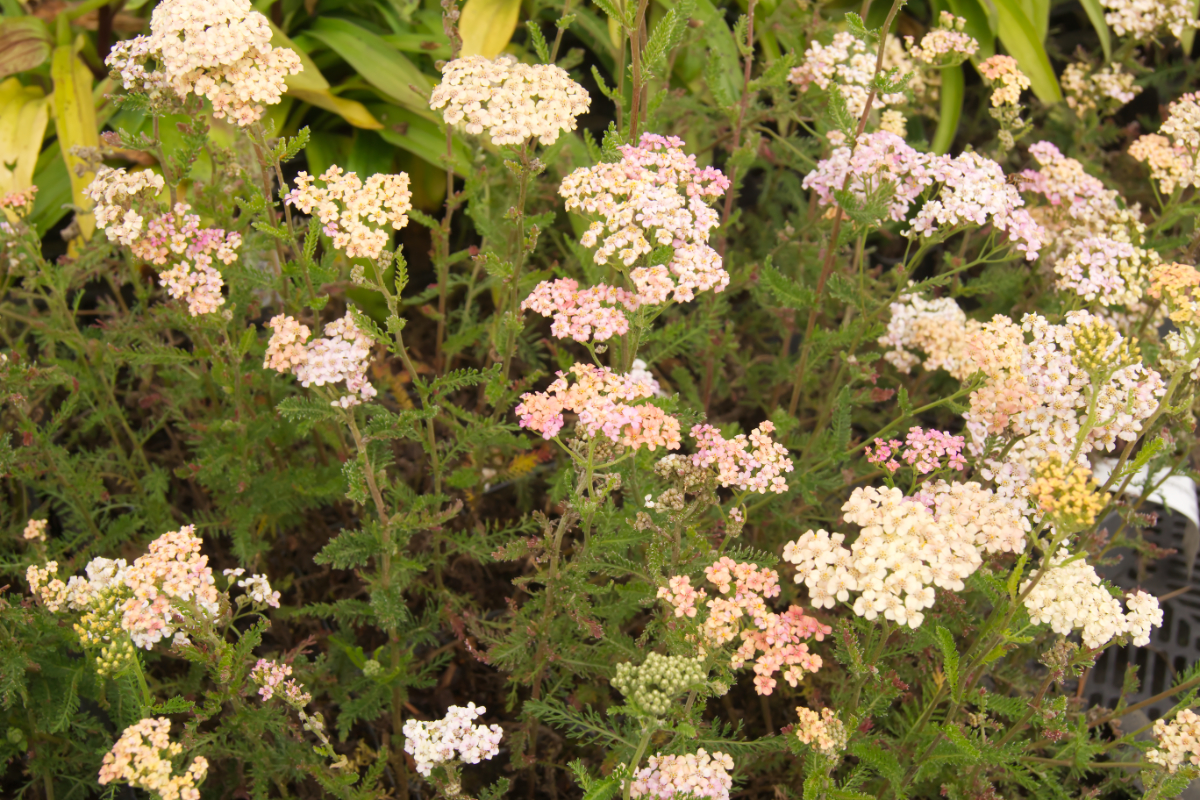 Achillea Millefolium-H.'Lachsschönheit'