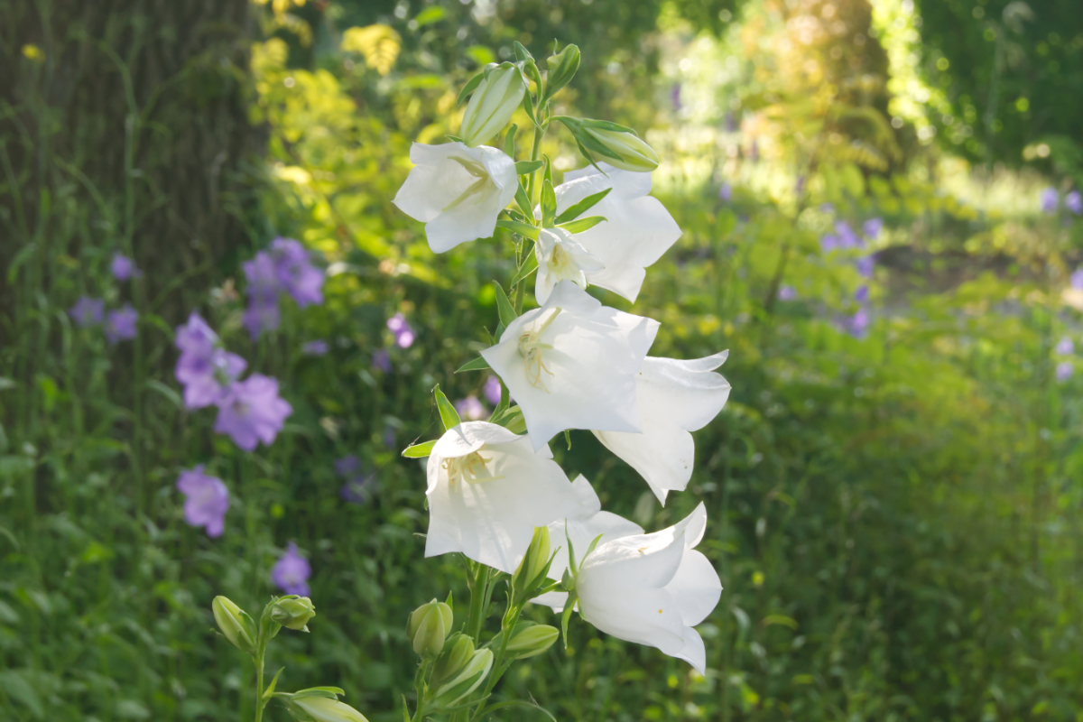 Campanula persicifolia 'Grandiflora Alba'