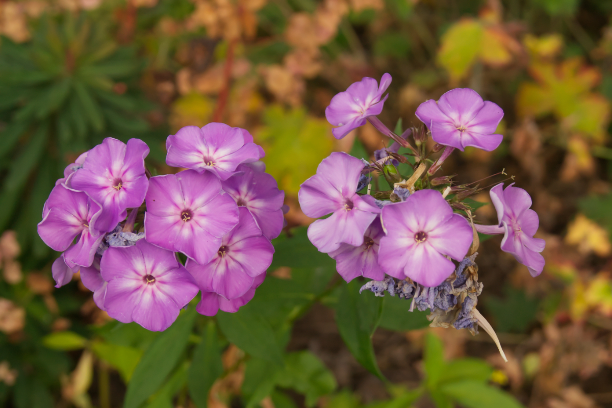 Phlox Paniculata-Hybr. 'Blue Boy' - Hohe Flammenblume