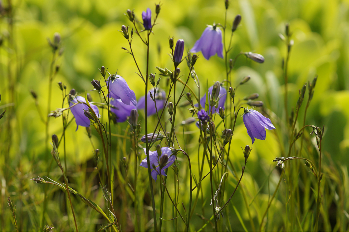 Campanula rotundifolia