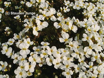 Arabis caucasica 'Schneehaube'