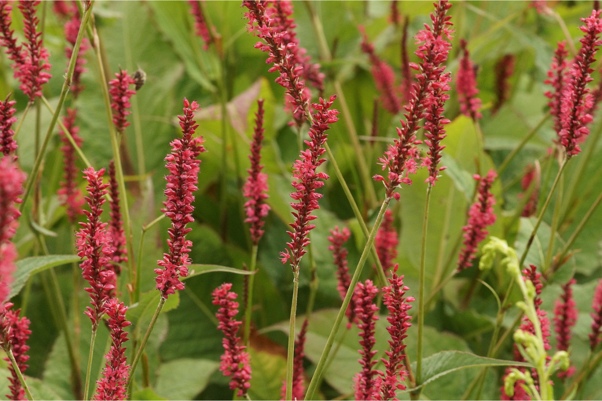 Bistorta amplexicaulis 'Speciosa' (Firetail) - Kerzenknöterich