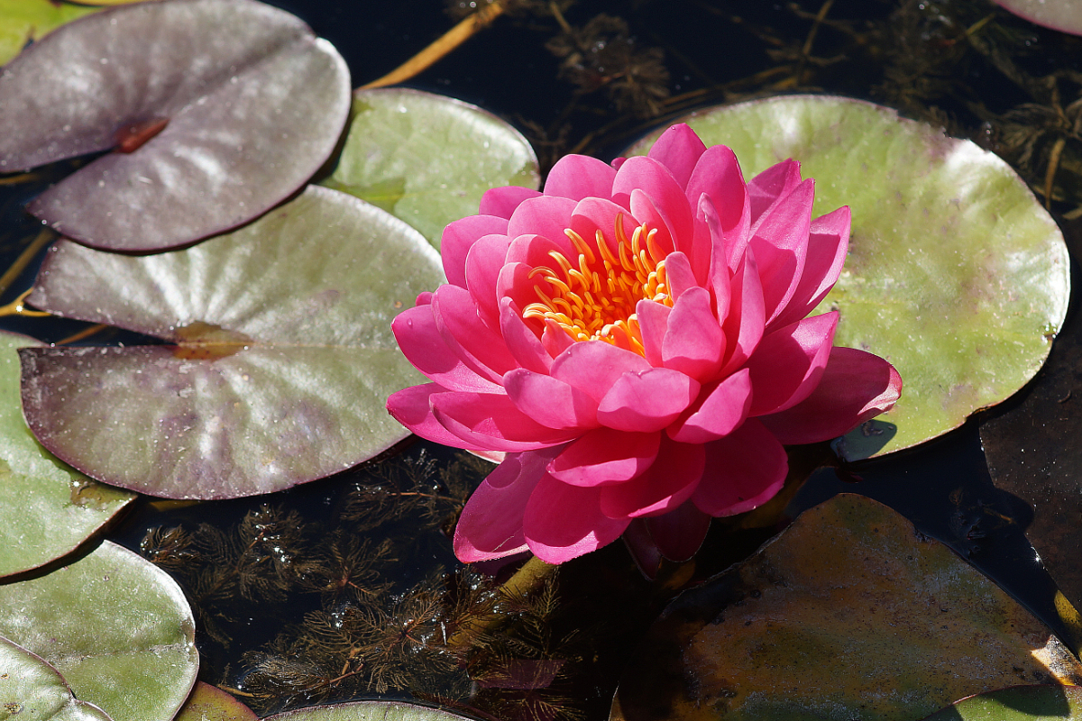 Nymphaea Hybride 'Belami'