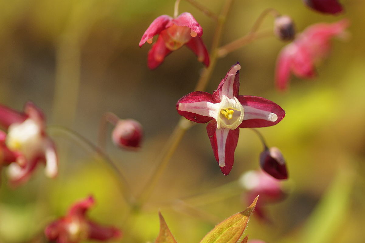 Epimedium x rubrum
