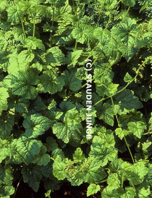 Tellima grandiflora - Falsche Alraunwurzel