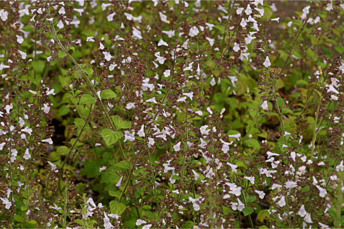 Calamintha nepeta 'Blue Cloud'