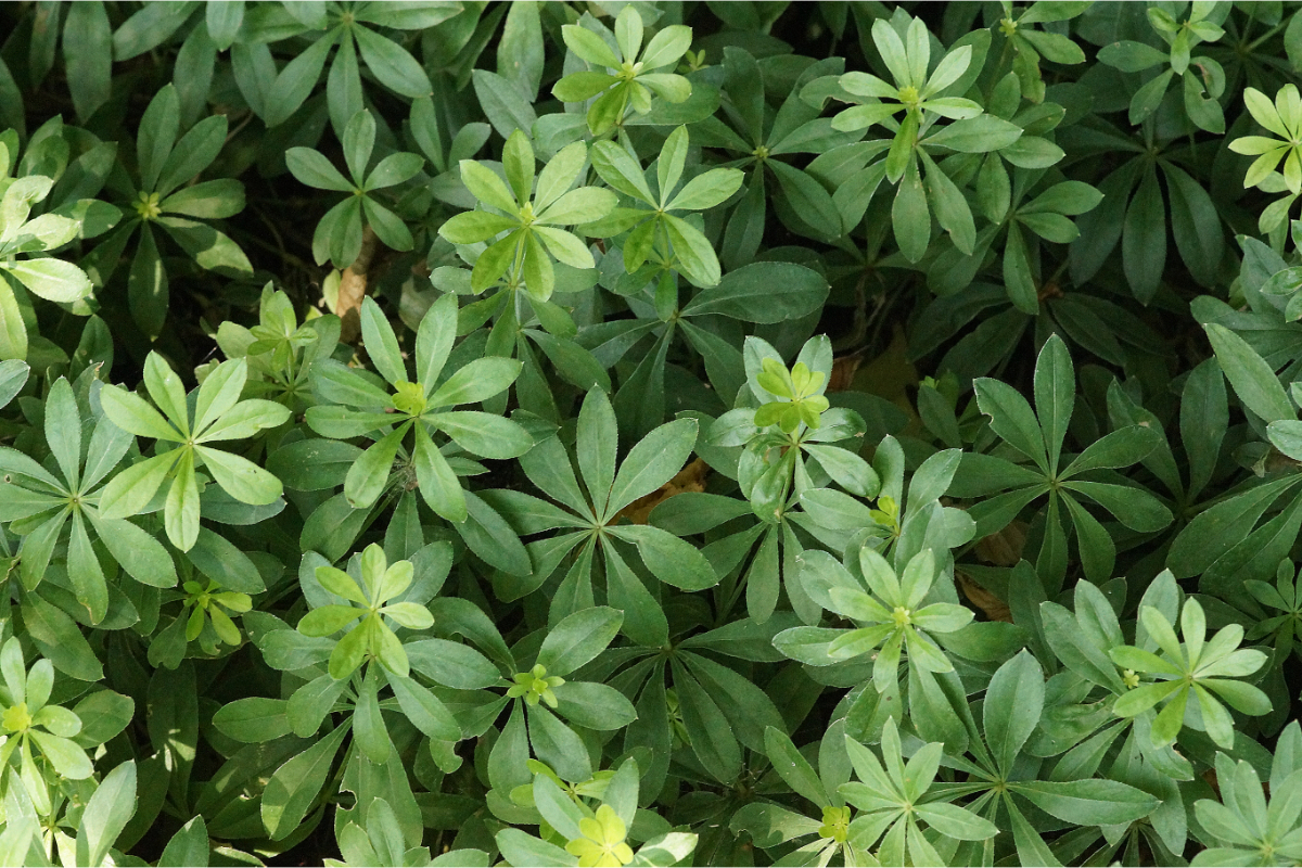 Galium (Asperula) odoratum - Heimischer Waldmeister