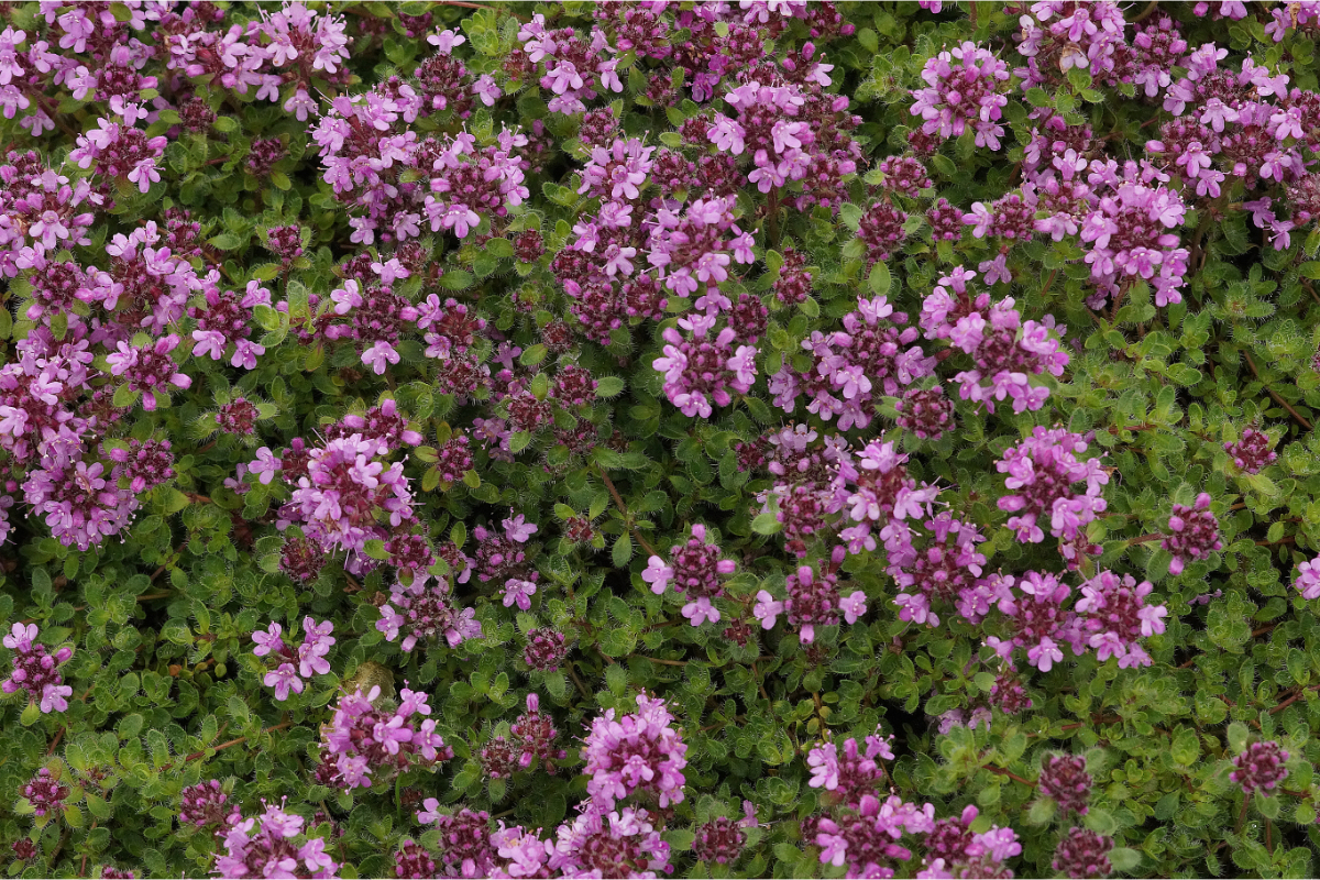 Thymus doerfleri 'Bressingham Seedling' - Bressingham-Thymian