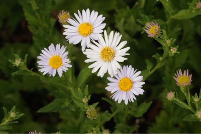 Kalimeris incisa