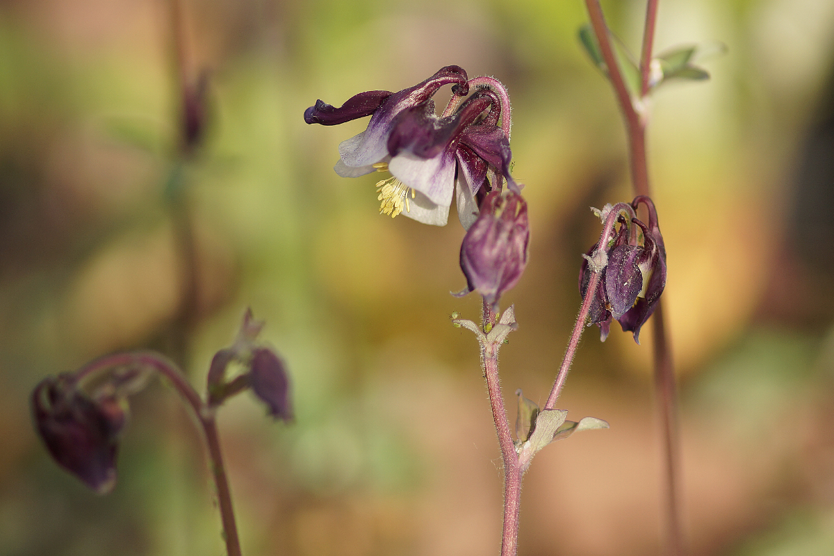 Aquilegia vulgaris 'William Guiness' - Akelei