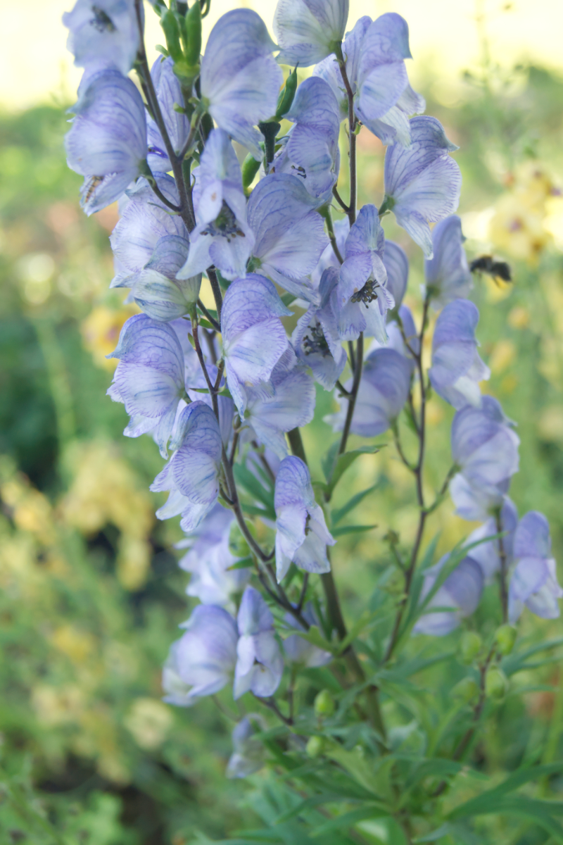 Aconitum 'Stainless Steel'