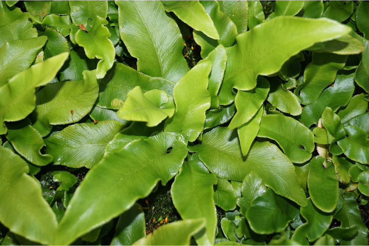 Asplenium (Phyllitis) scolopendrium (gen.)