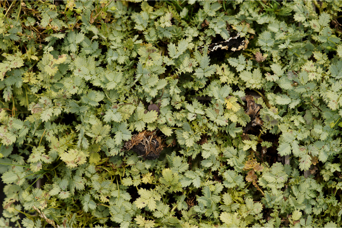 Acaena buchananii - Stachelnüsschen