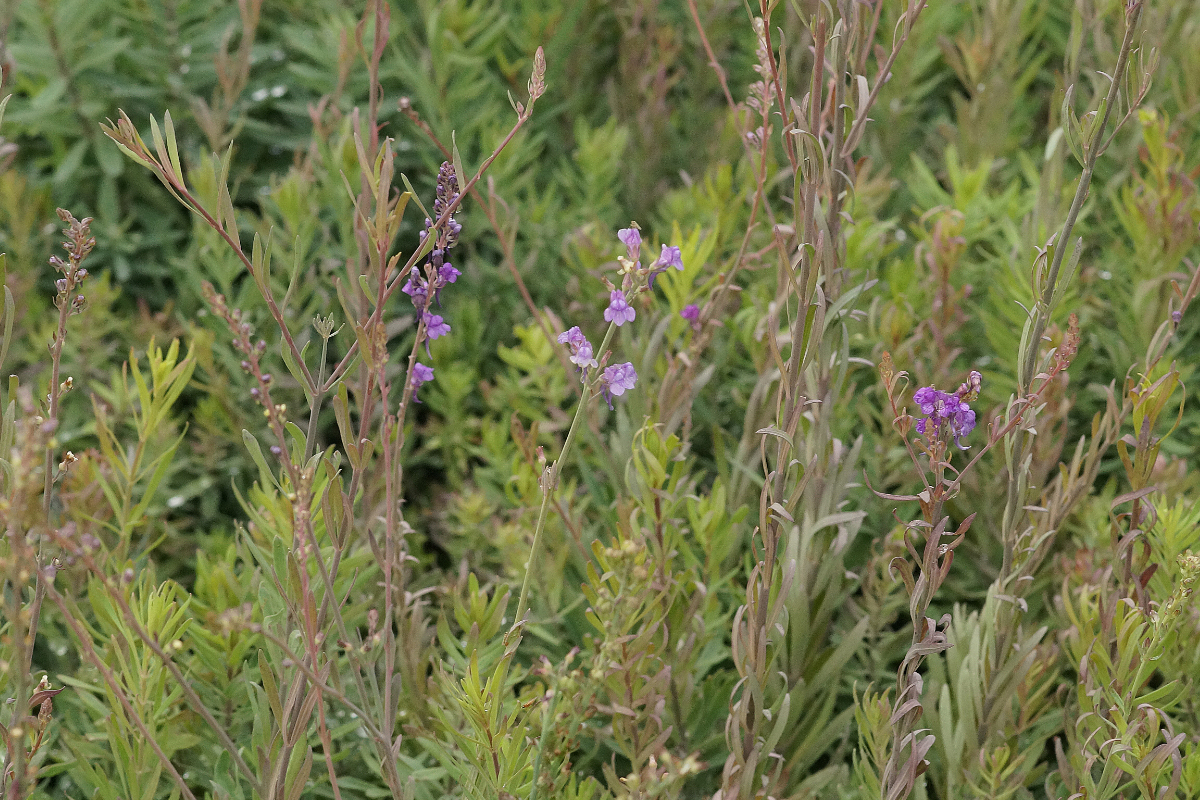 Linaria purpurea - Leinkraut