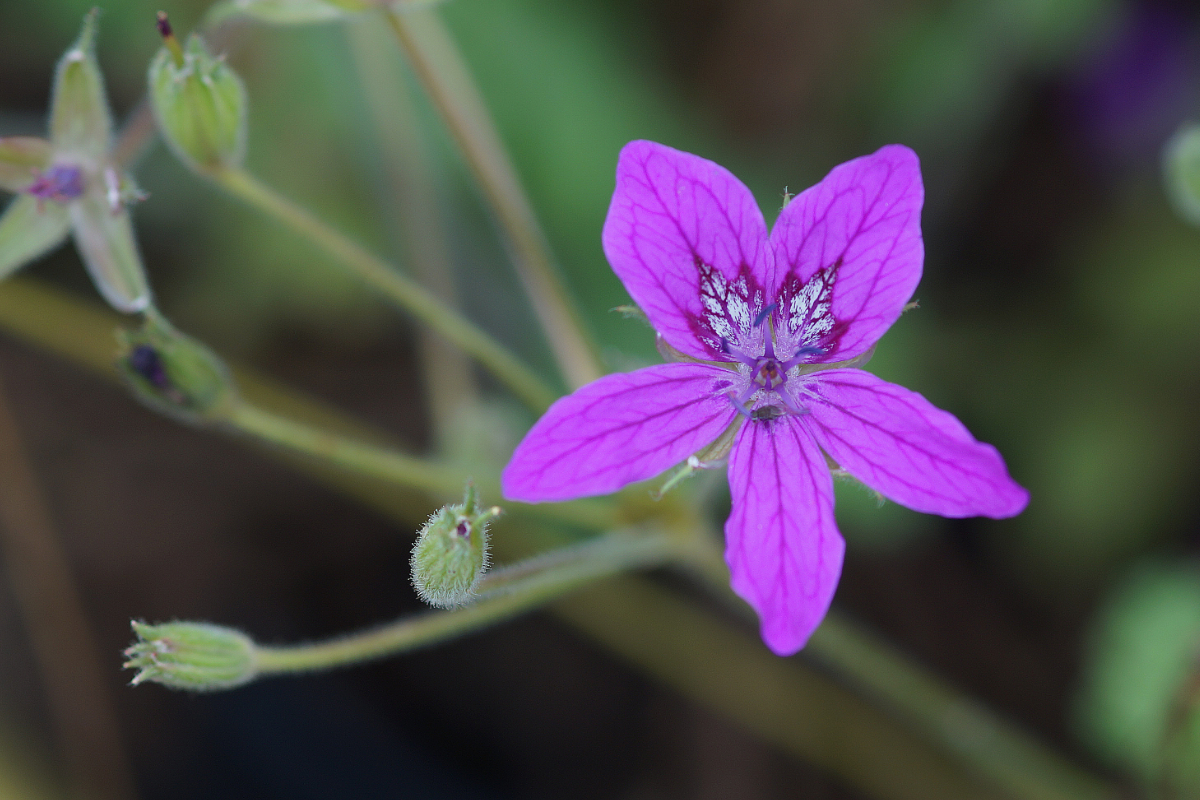 Erodium manescavii - Reiherschnabel
