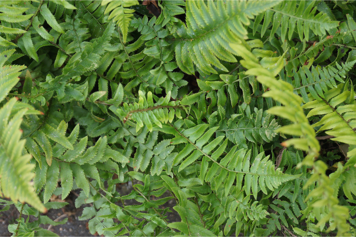 Polystichum munitum gen.