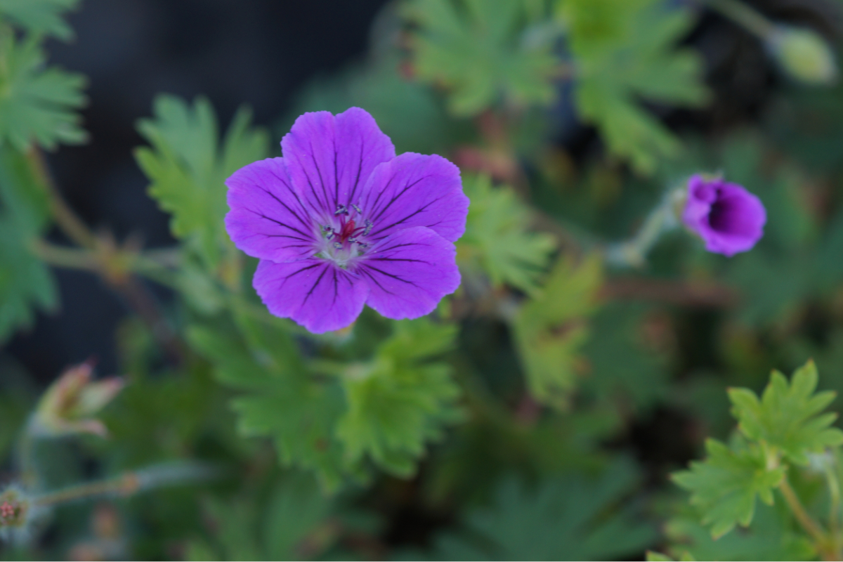 Geranium Sanguineum-Hybr. 'Tiny Monster' - Blutstorchschnabel