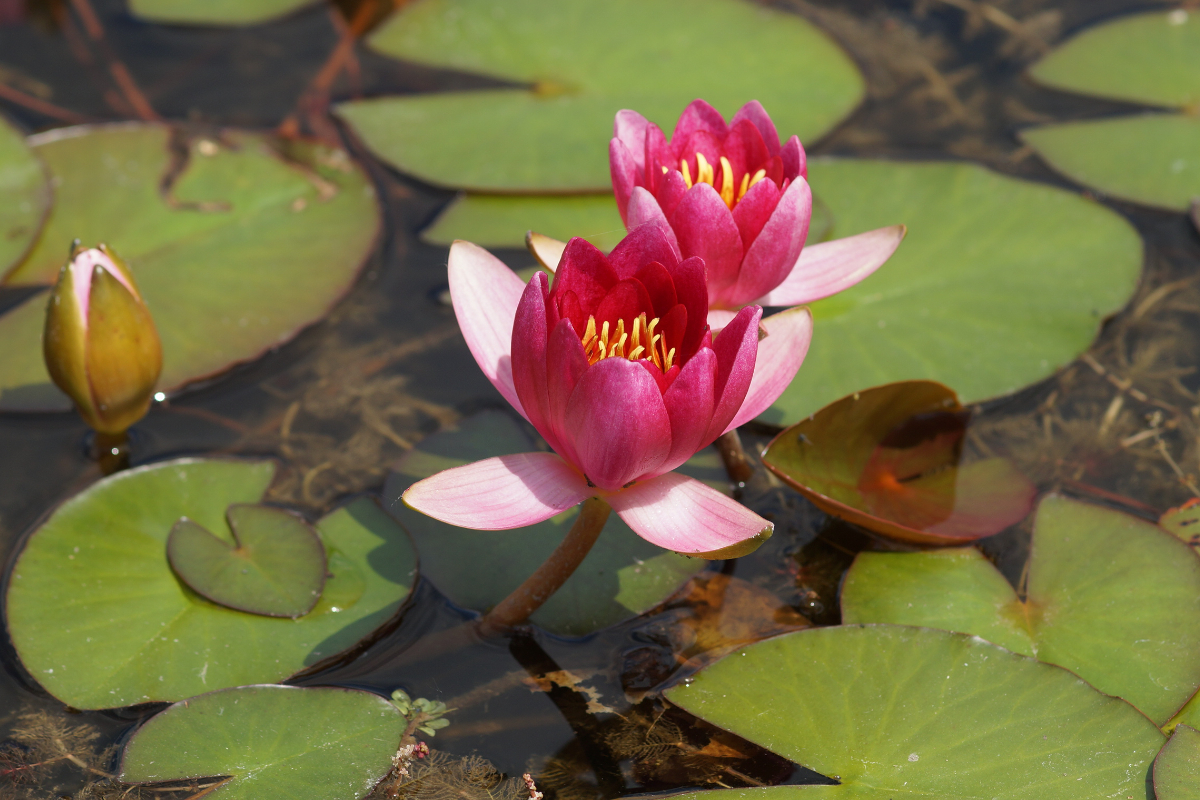 Nymphaea Hybride 'Laydekeri Purpurata'