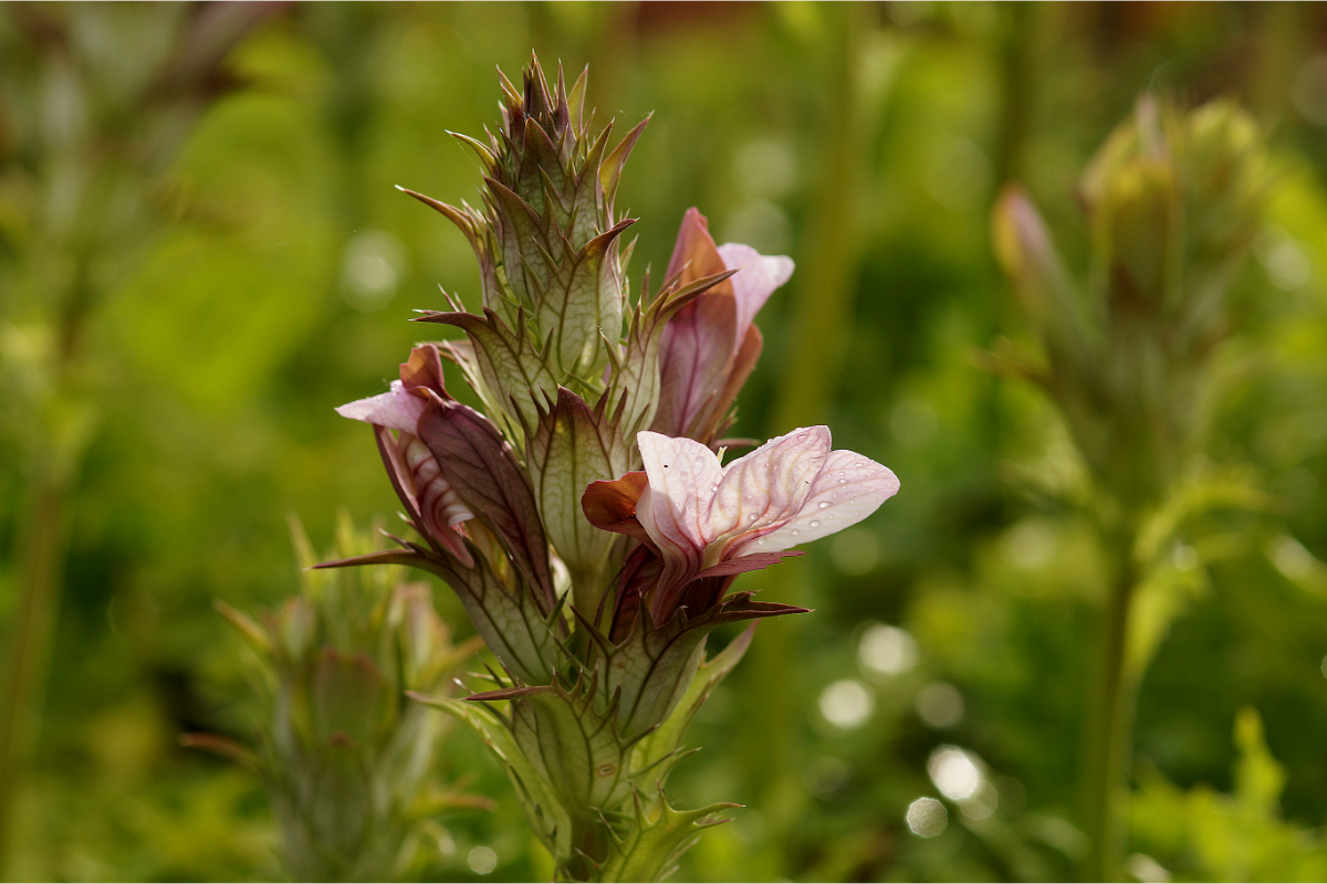 Acanthus hungaricus (balcanicus, longifolius) - Balkan-Bärenklaue, Akanthus