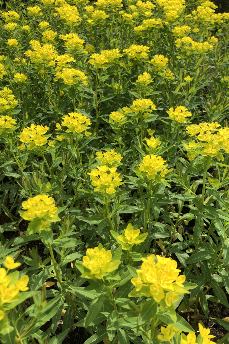 Euphorbia palustris 'Walenburgs Glorie'