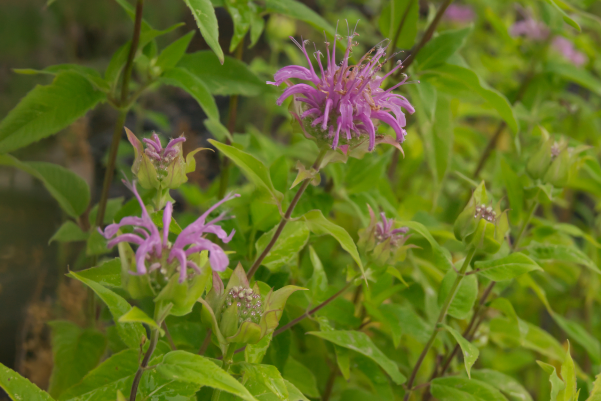 Monarda fistulosa var. fistulosa - Indianernessel, Wilde Bergamotte
