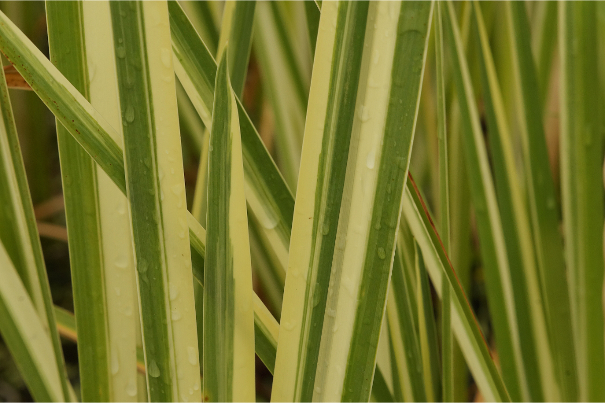Acorus calamus 'Variegatus'