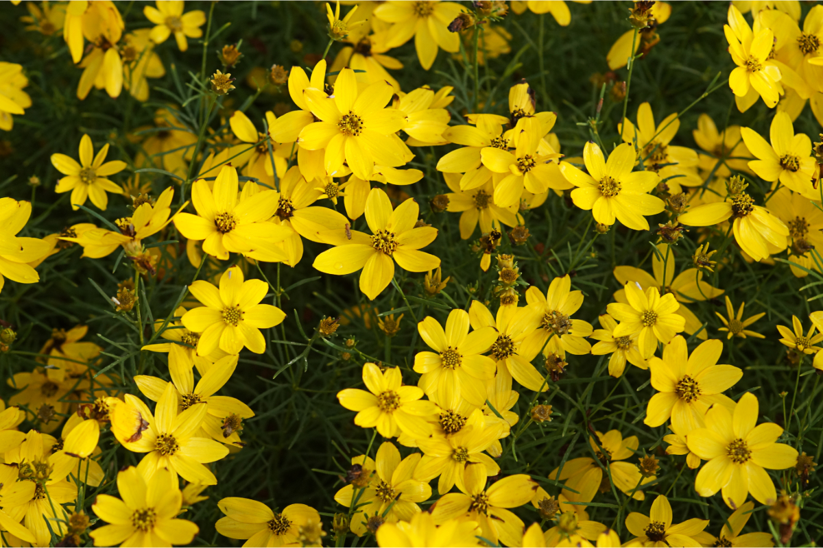 Coreopsis verticillata 'Zagreb' - Mädchenauge