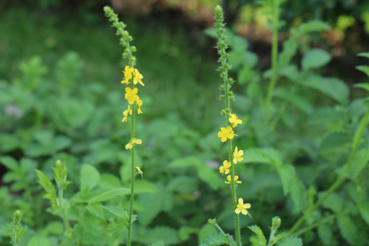 Agrimonia eupatoria