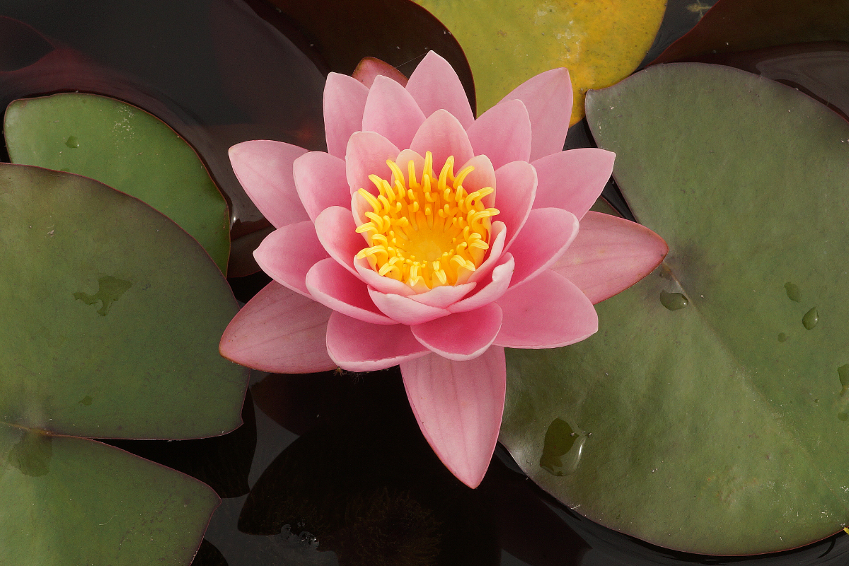 Nymphaea Hybride 'Anna Epple' - Seerose