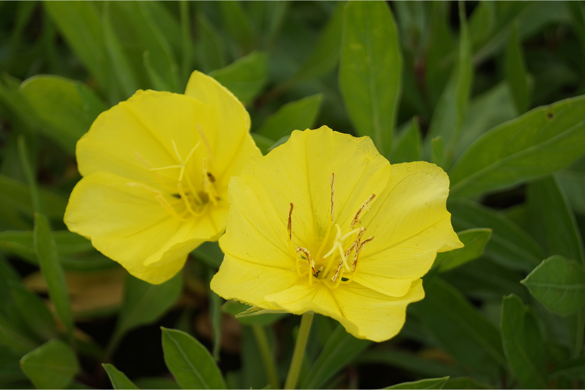 Oenothera macrocarpa (missouriensis)