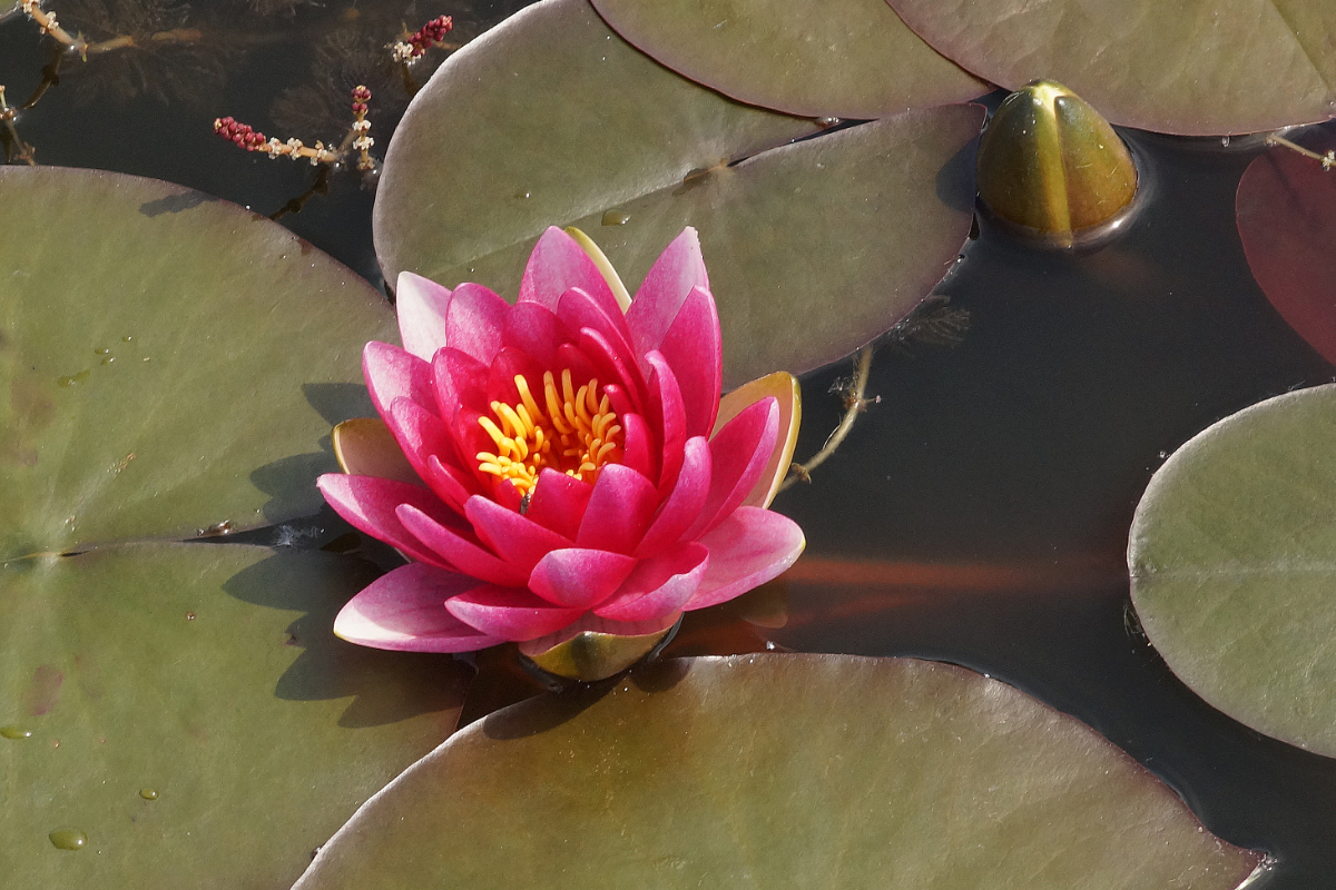 Nymphaea Hybride 'Attraction' - Seerose