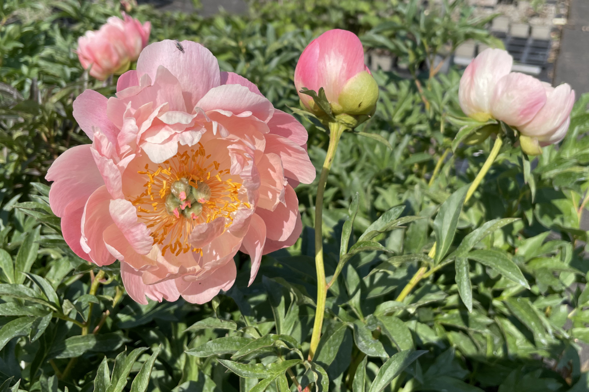 Paeonia Hybride 'Coral Sunset' - Pfingstrose