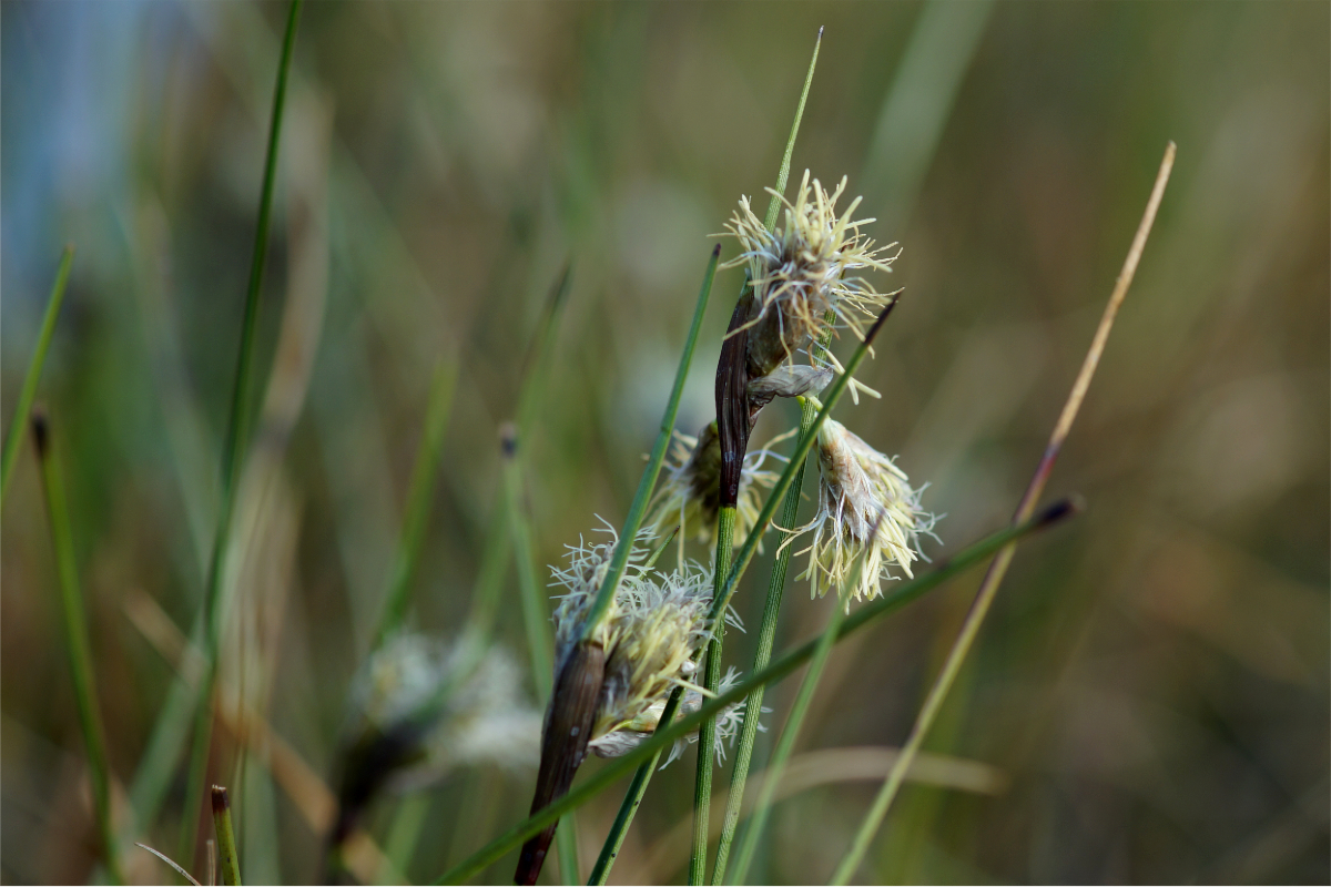 Eriophorum angustifolium
