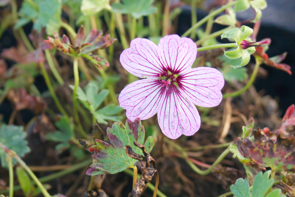 Geranium cinereum 'Ballerina'