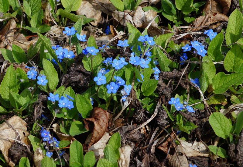Omphalodes verna