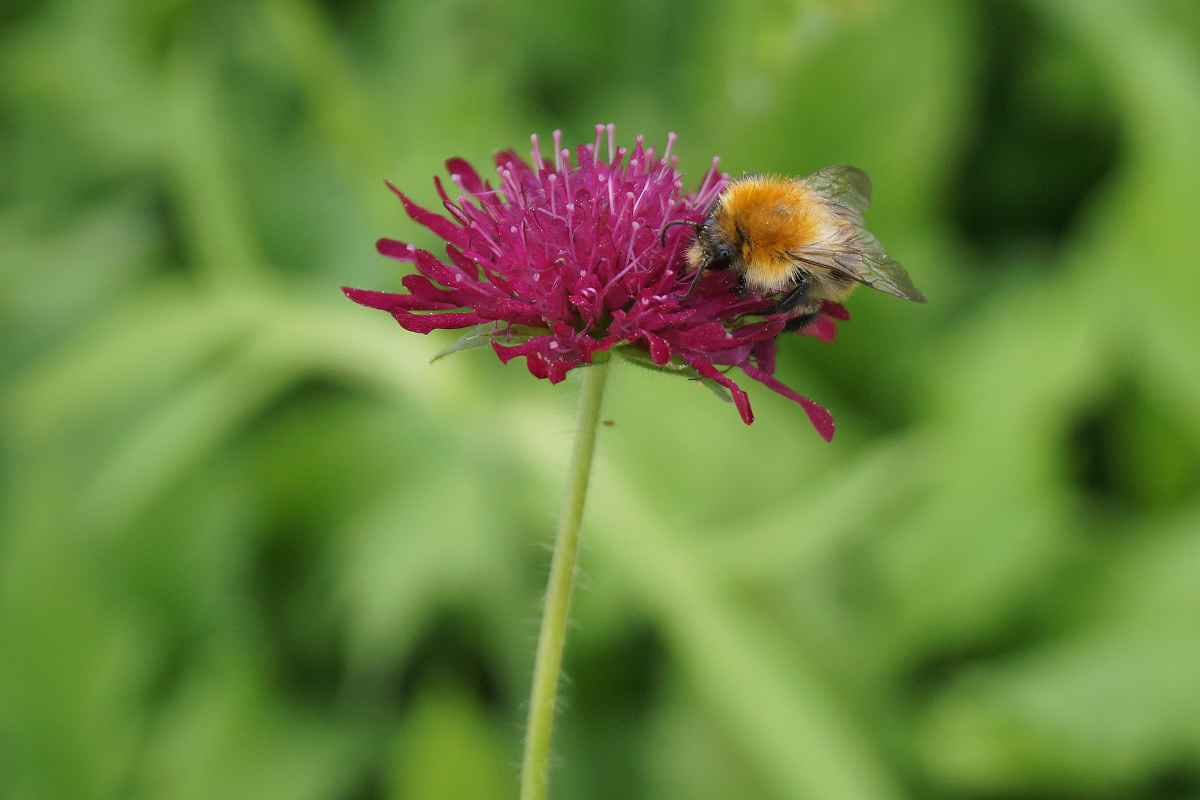 Knautia macedonica