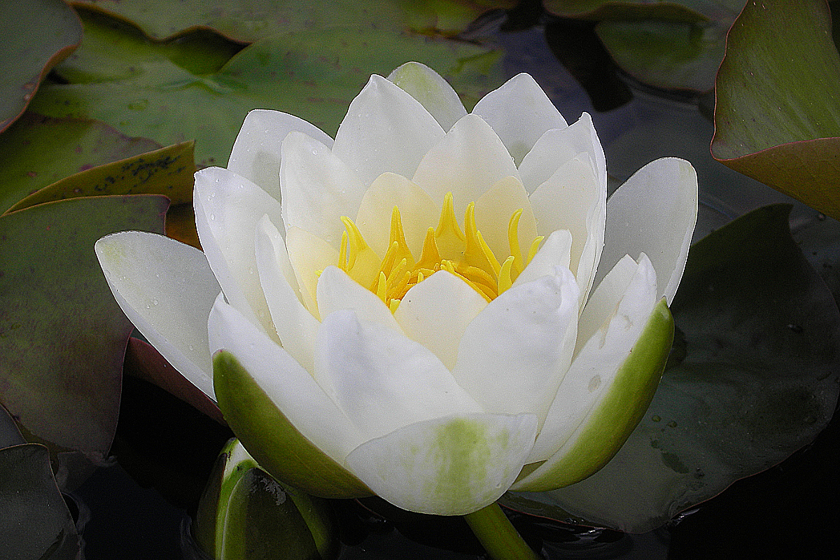 Nymphaea tuberosa 'Pöstlingberg'