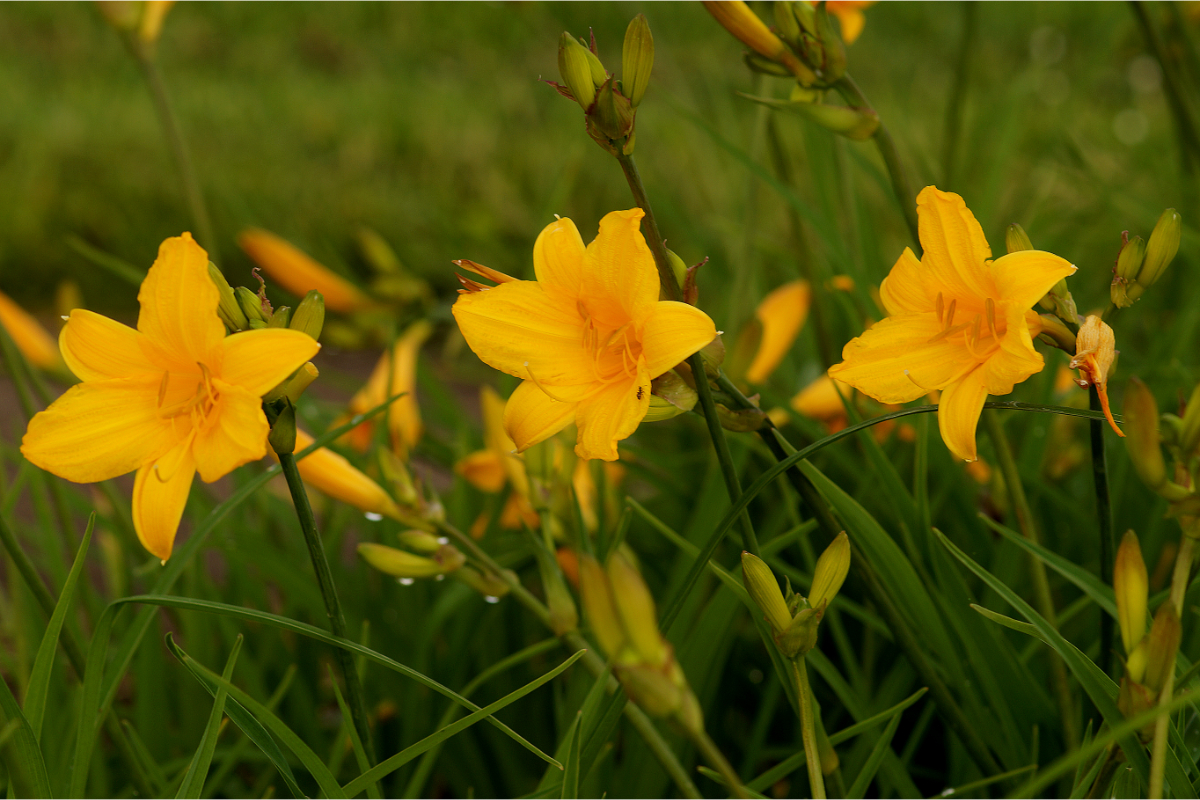 Hemerocallis middendorffii - Taglilie