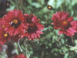 Gaillardia x grandiflora 'Burgunder'