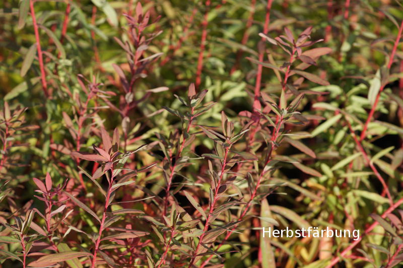 Euphorbia palustris 'Walenburgs Glorie'