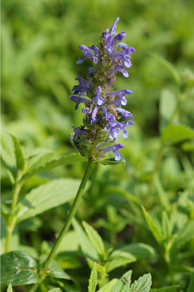 Nepeta nervosa